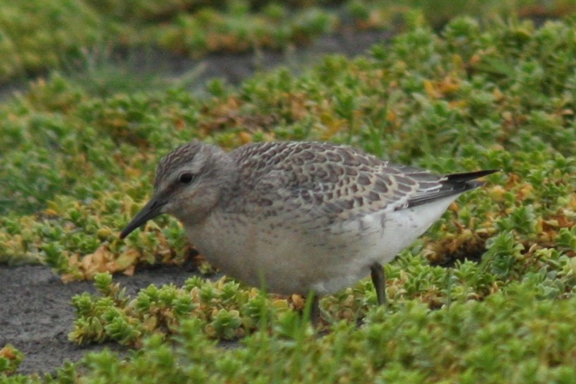 חופית להקנית - ML644761259