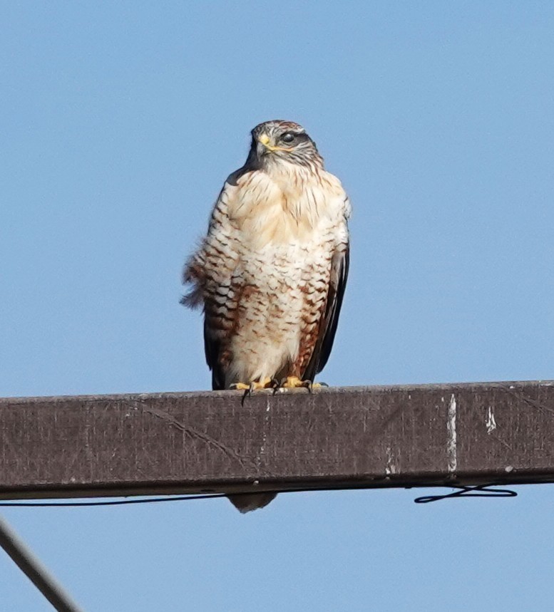 Ferruginous Hawk - ML644761265