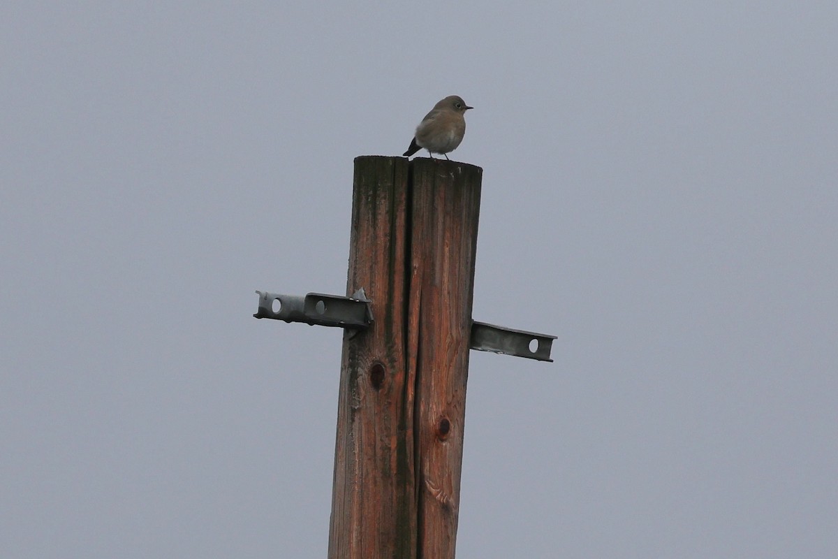 Mountain Bluebird - ML644761272
