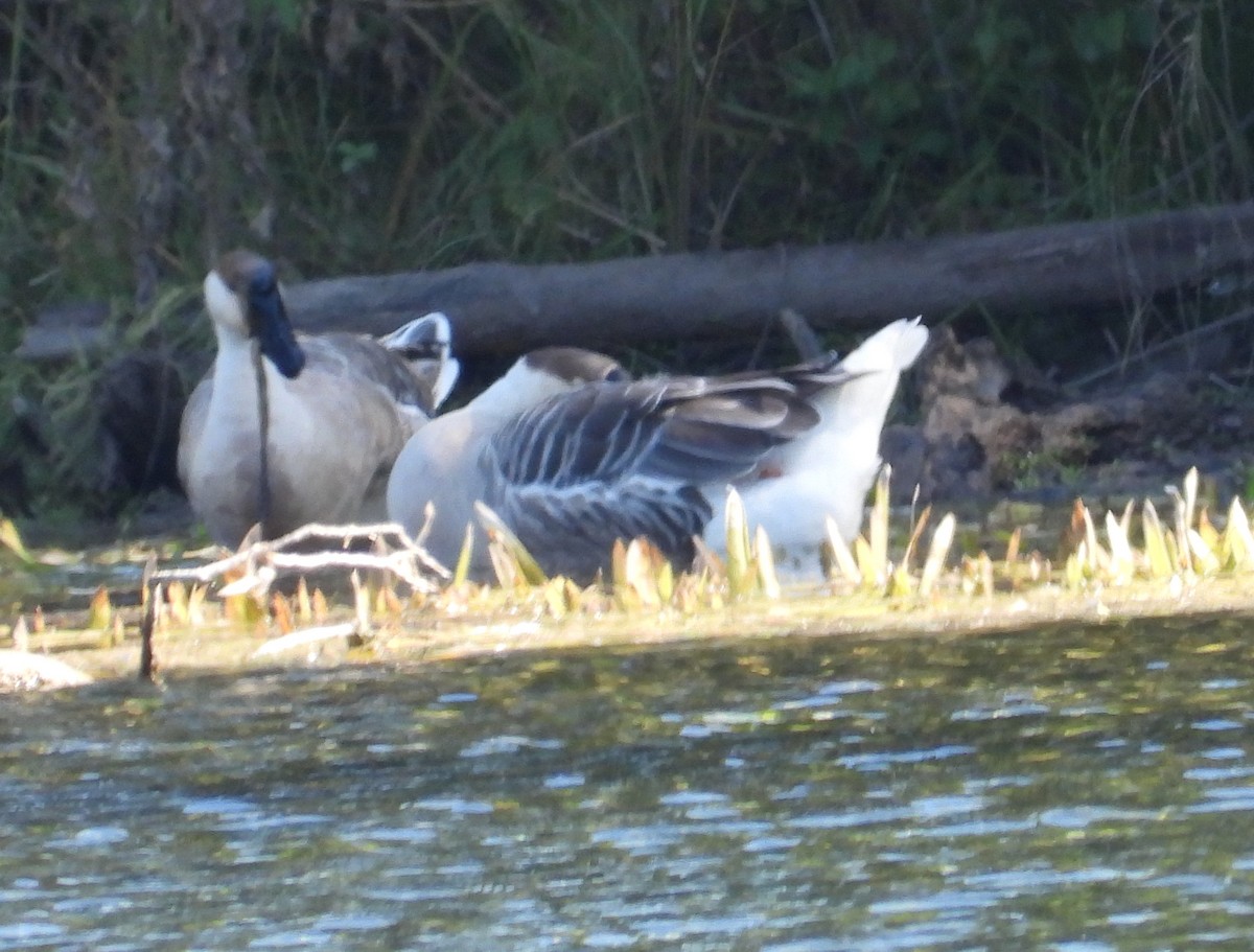 Ánsar Cisnal (variedad doméstica) - ML644761273