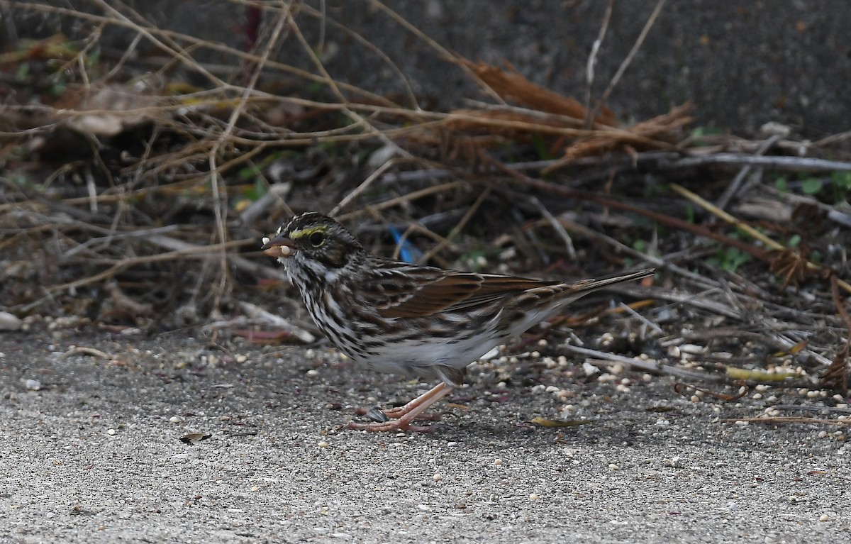 Chingolo Sabanero - ML644761282