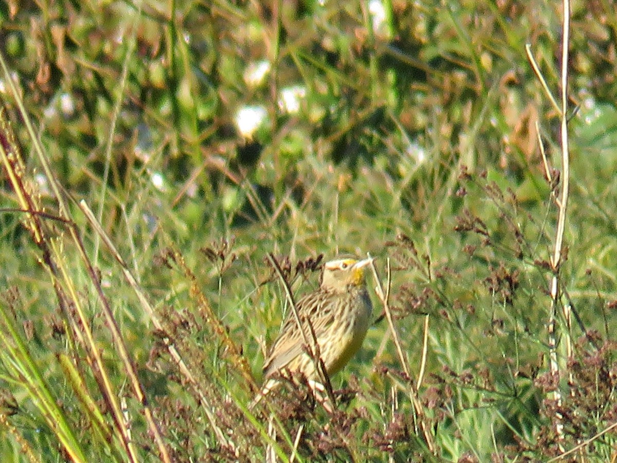 Eastern Meadowlark - ML644761283