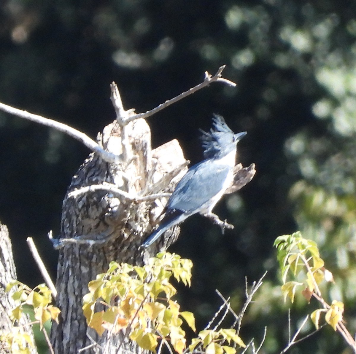 Belted Kingfisher - ML644761285