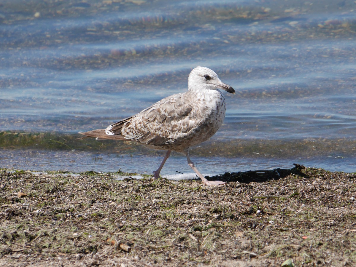 Kara Sırtlı Martı - ML644761286