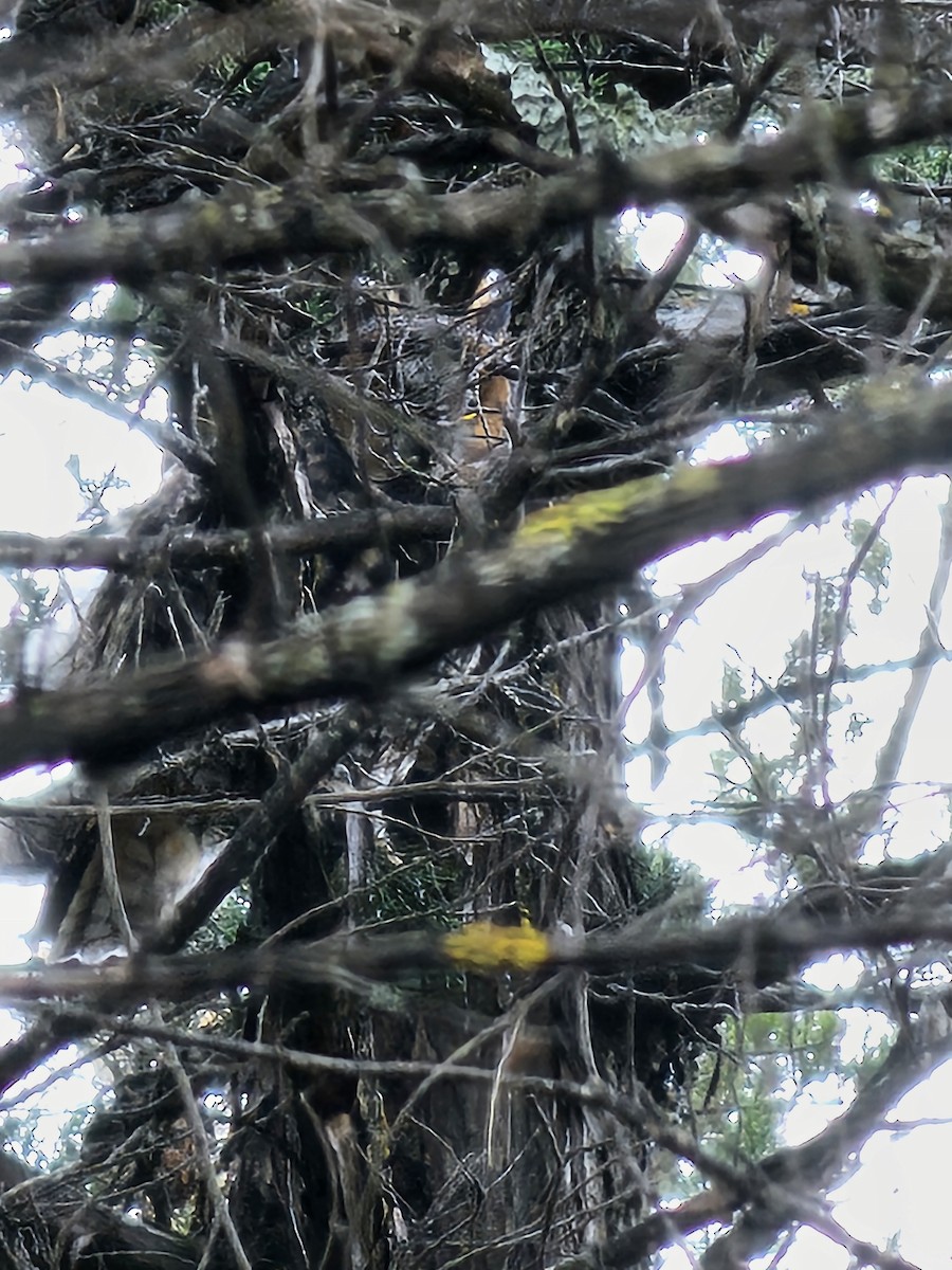 Ушастая сова - ML644761290