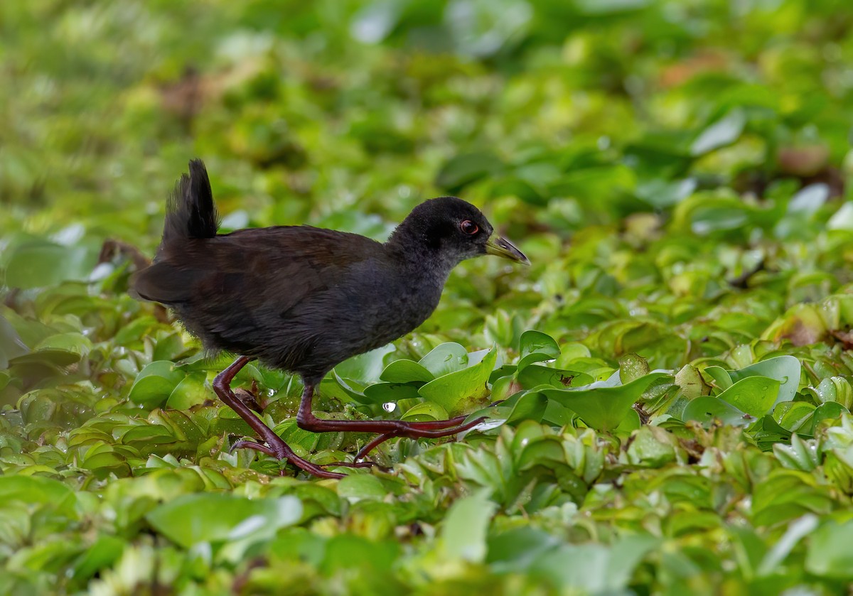 svartrikse - ML644761310