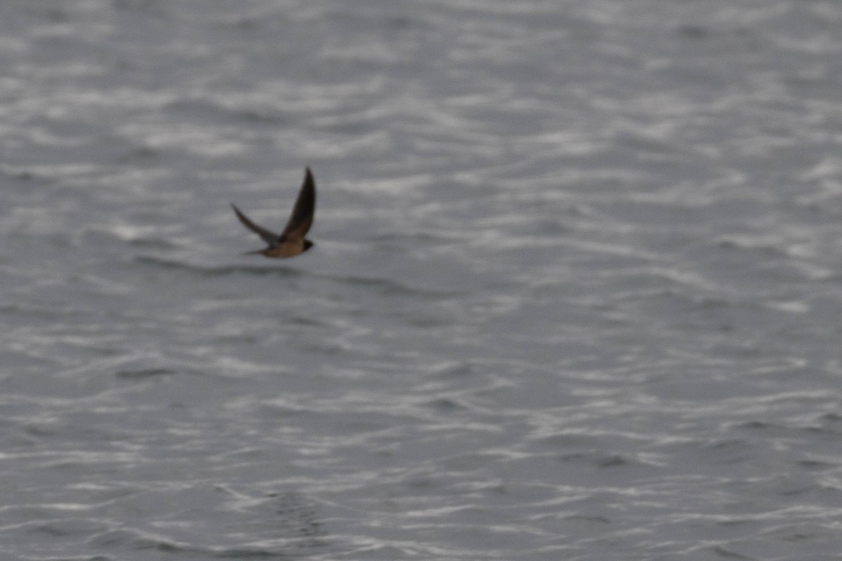 Barn Swallow - ML644761314