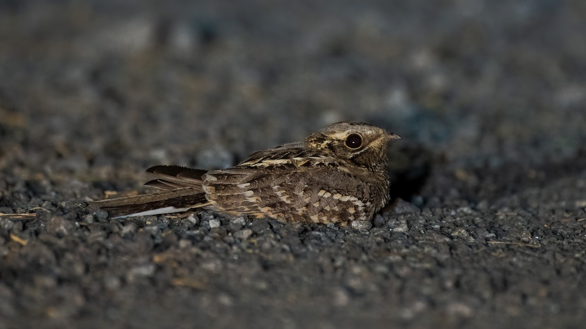 Hint Çobanaldatanı - ML644761337