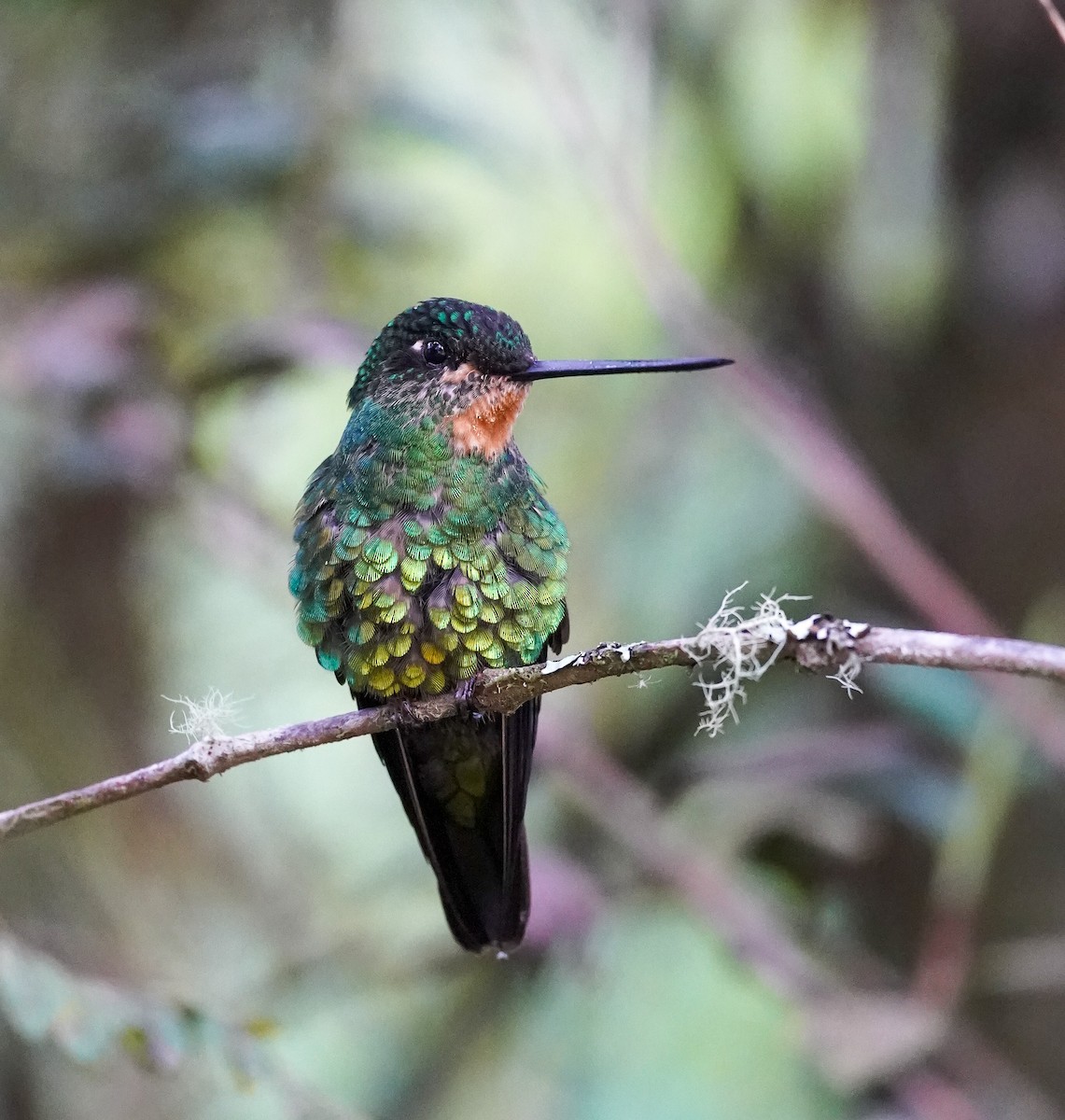 Dusky Starfrontlet - ML644761352