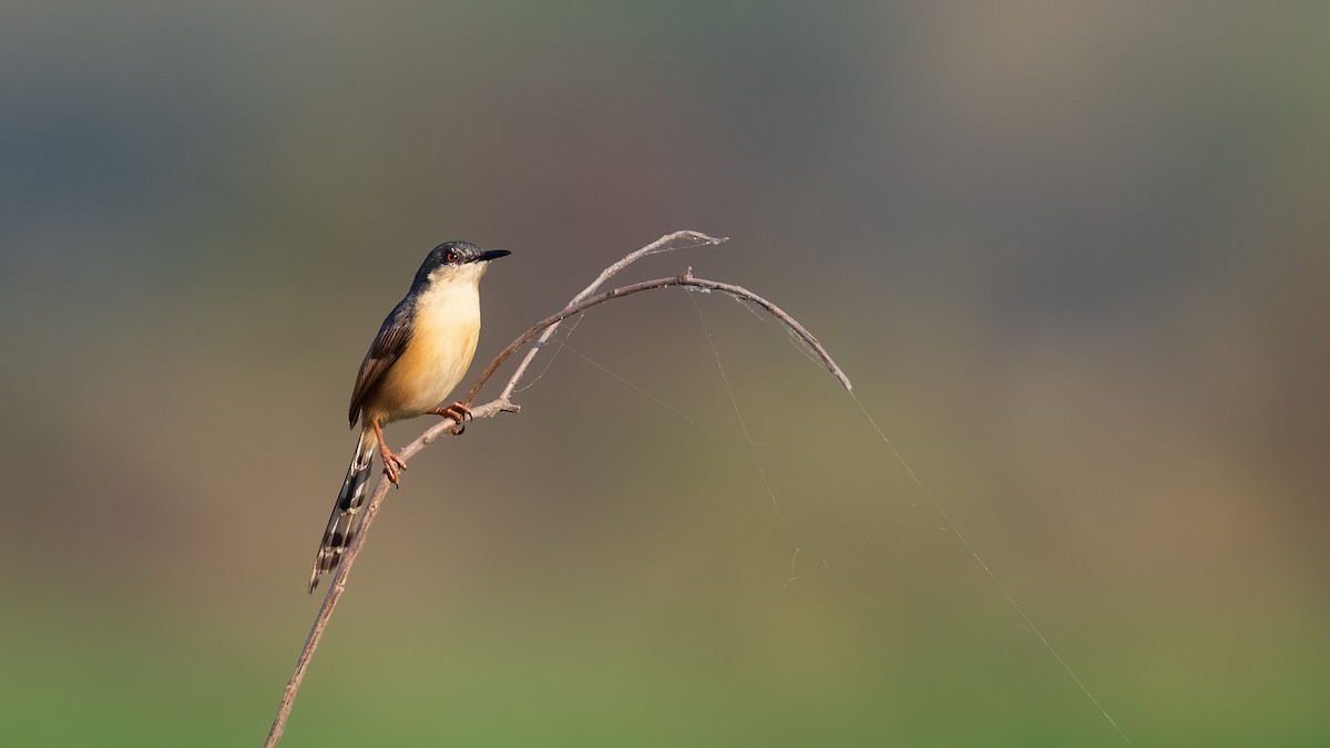 Ashy Prinia - ML644761354