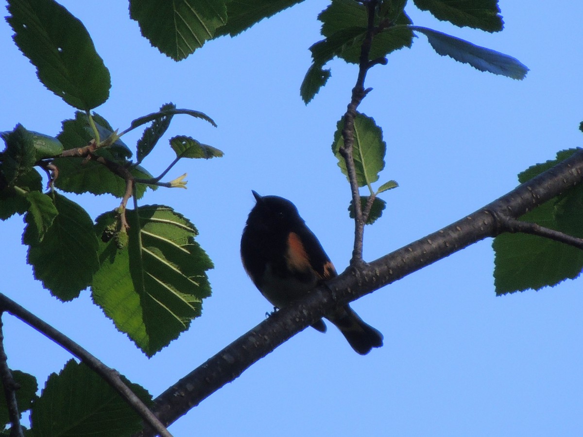 ハゴロモムシクイ - ML644761358