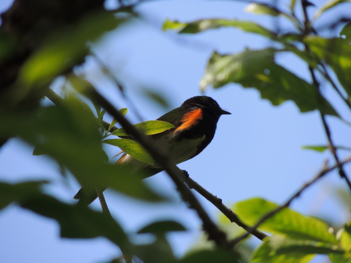 ハゴロモムシクイ - ML644761359