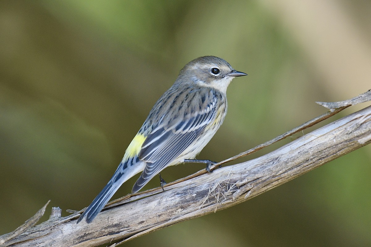 Yellow-rumped Warbler - ML644761364