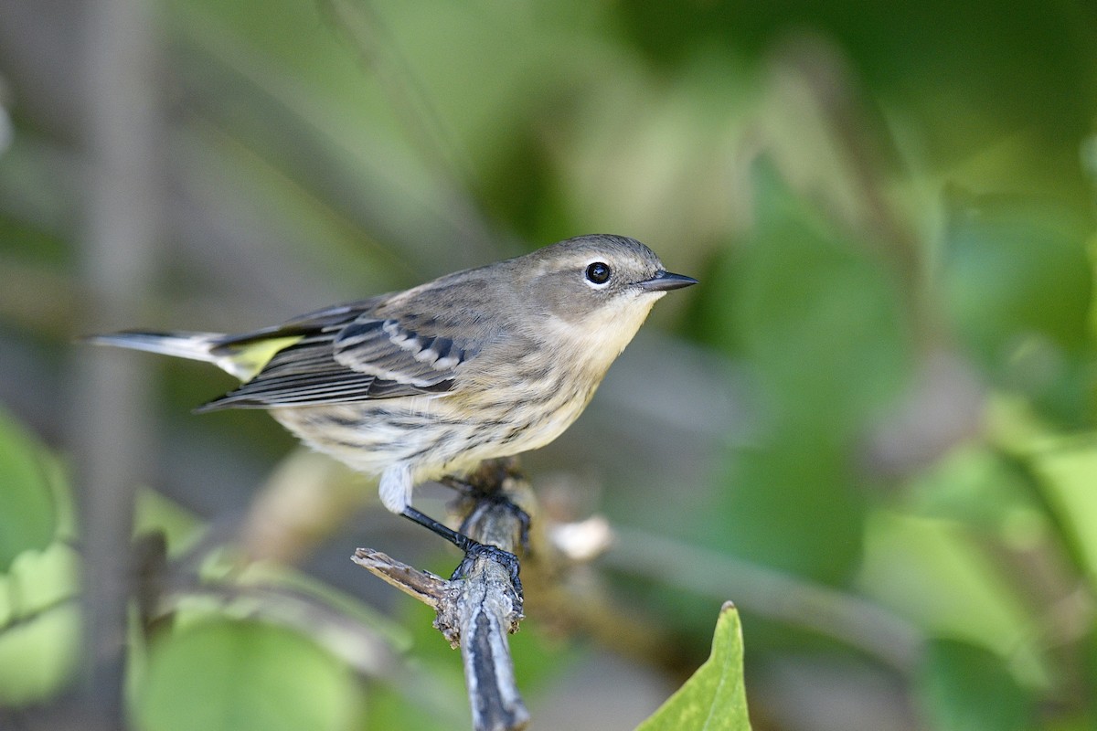 Yellow-rumped Warbler - ML644761365