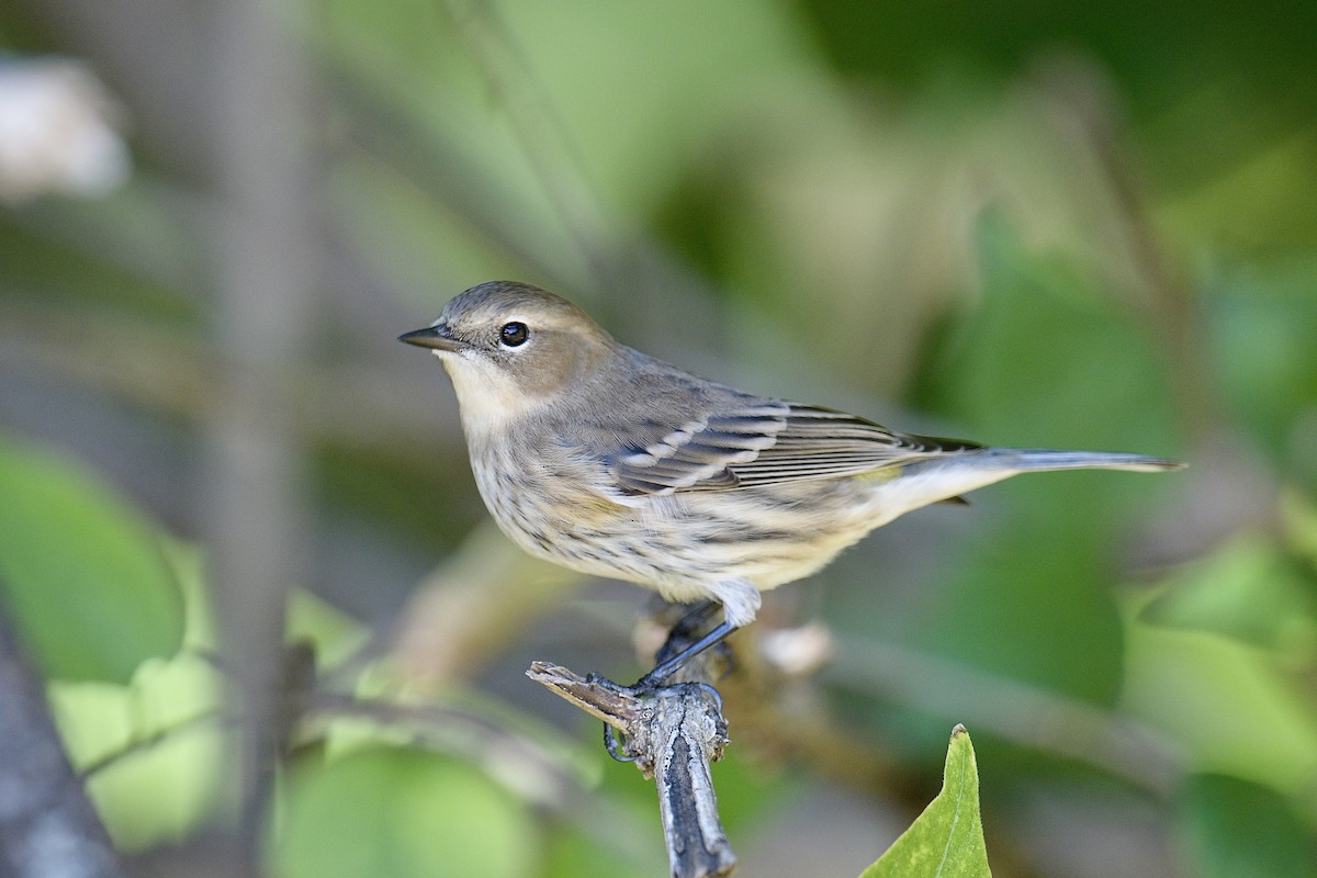 Yellow-rumped Warbler - ML644761366
