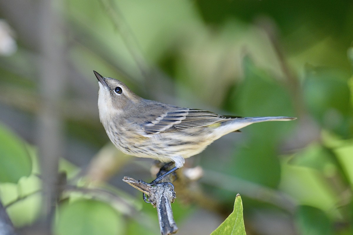 Yellow-rumped Warbler - ML644761367