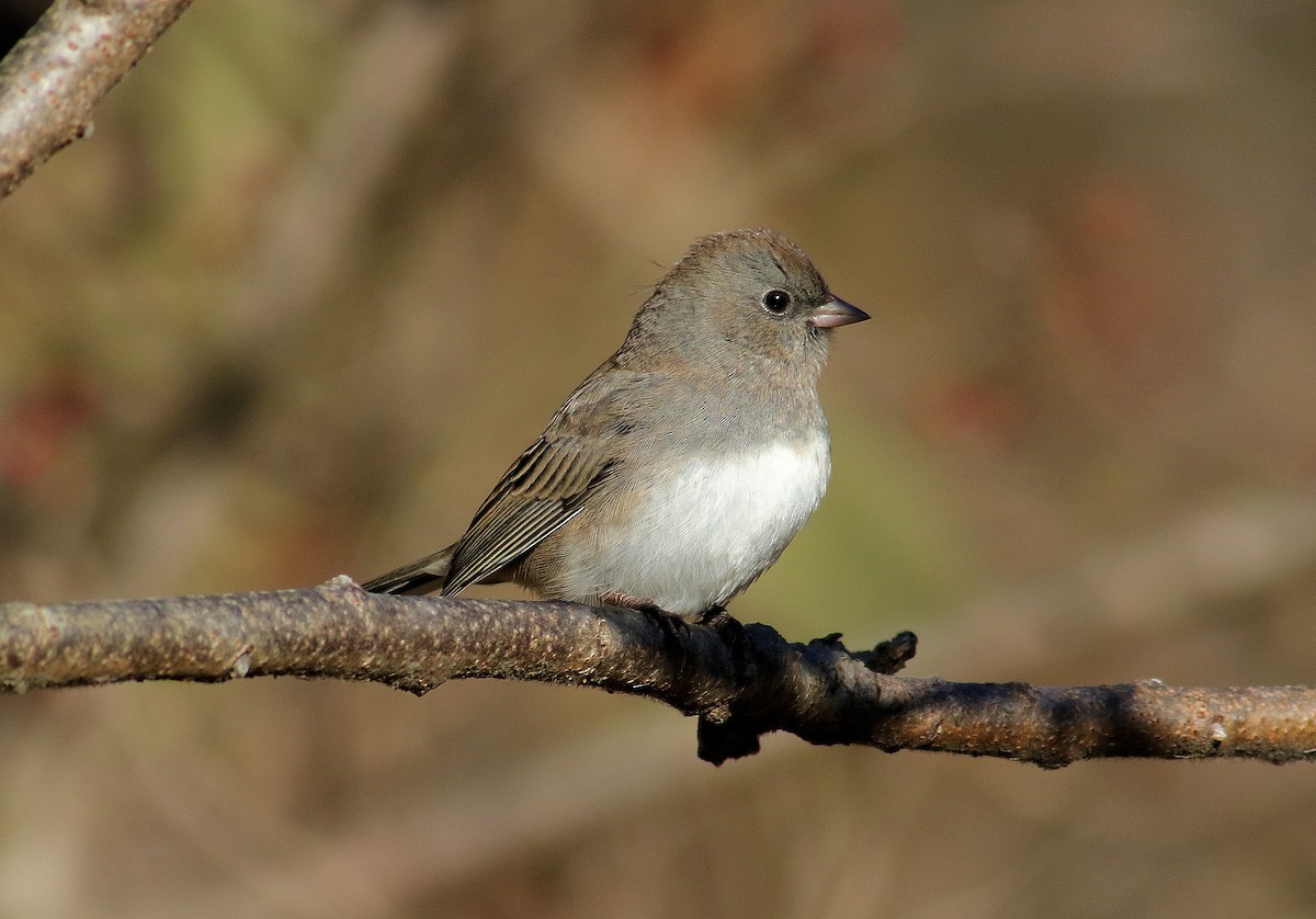 Dark-eyed Junco - ML644761368