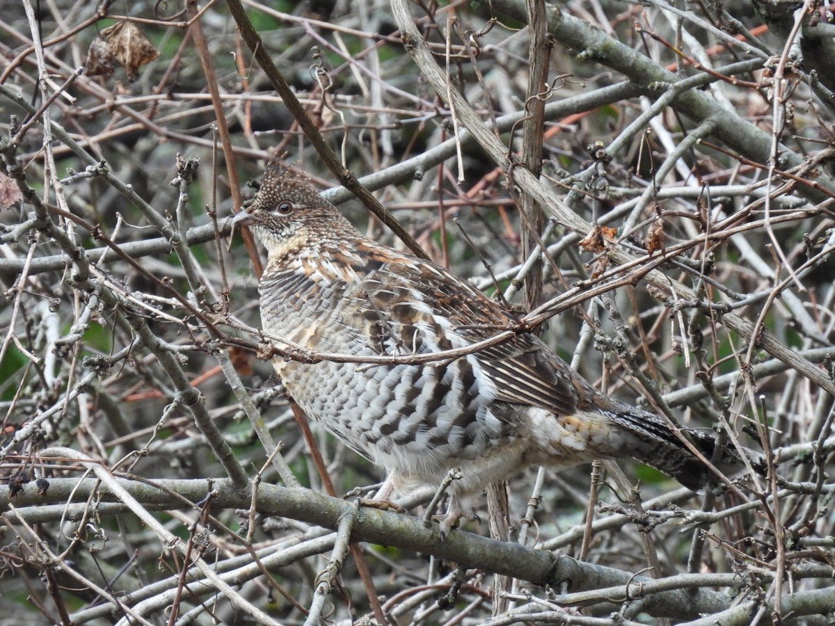 jeřábek kanadský - ML644761371