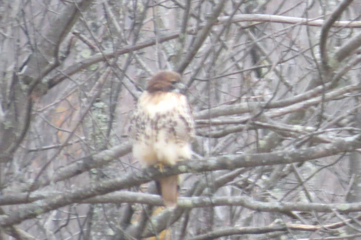 Red-tailed Hawk - ML644761386