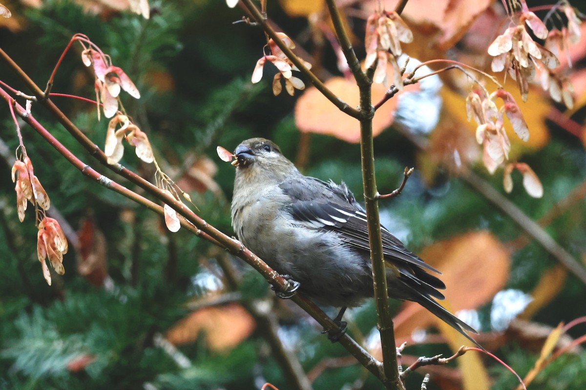 Pine Grosbeak - ML644761387