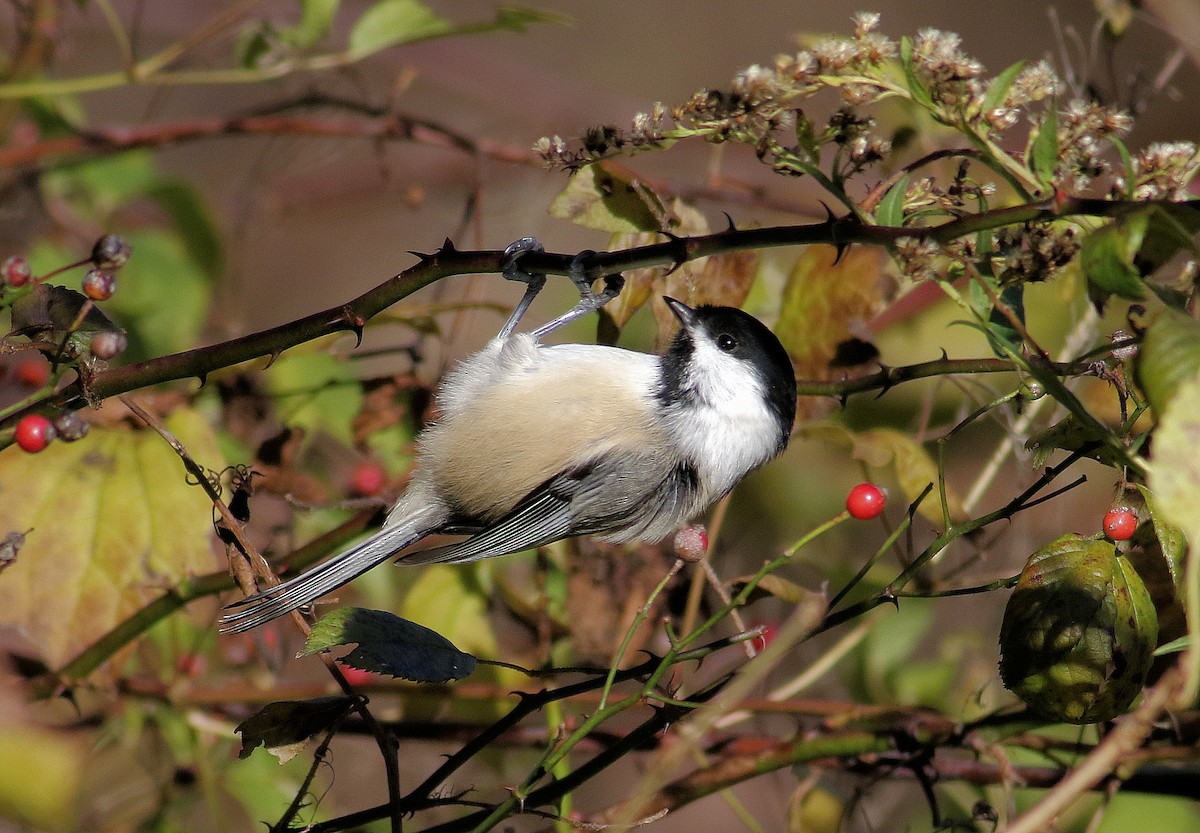 Black-capped Chickadee - ML644761395