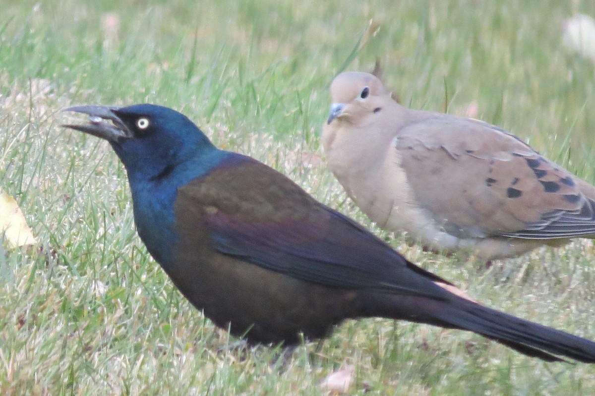 Common Grackle - ML644761396
