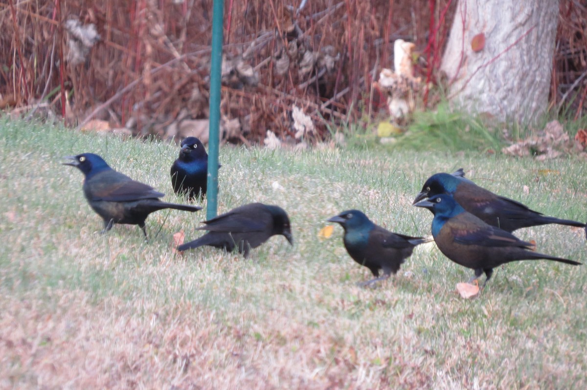 Common Grackle - ML644761397