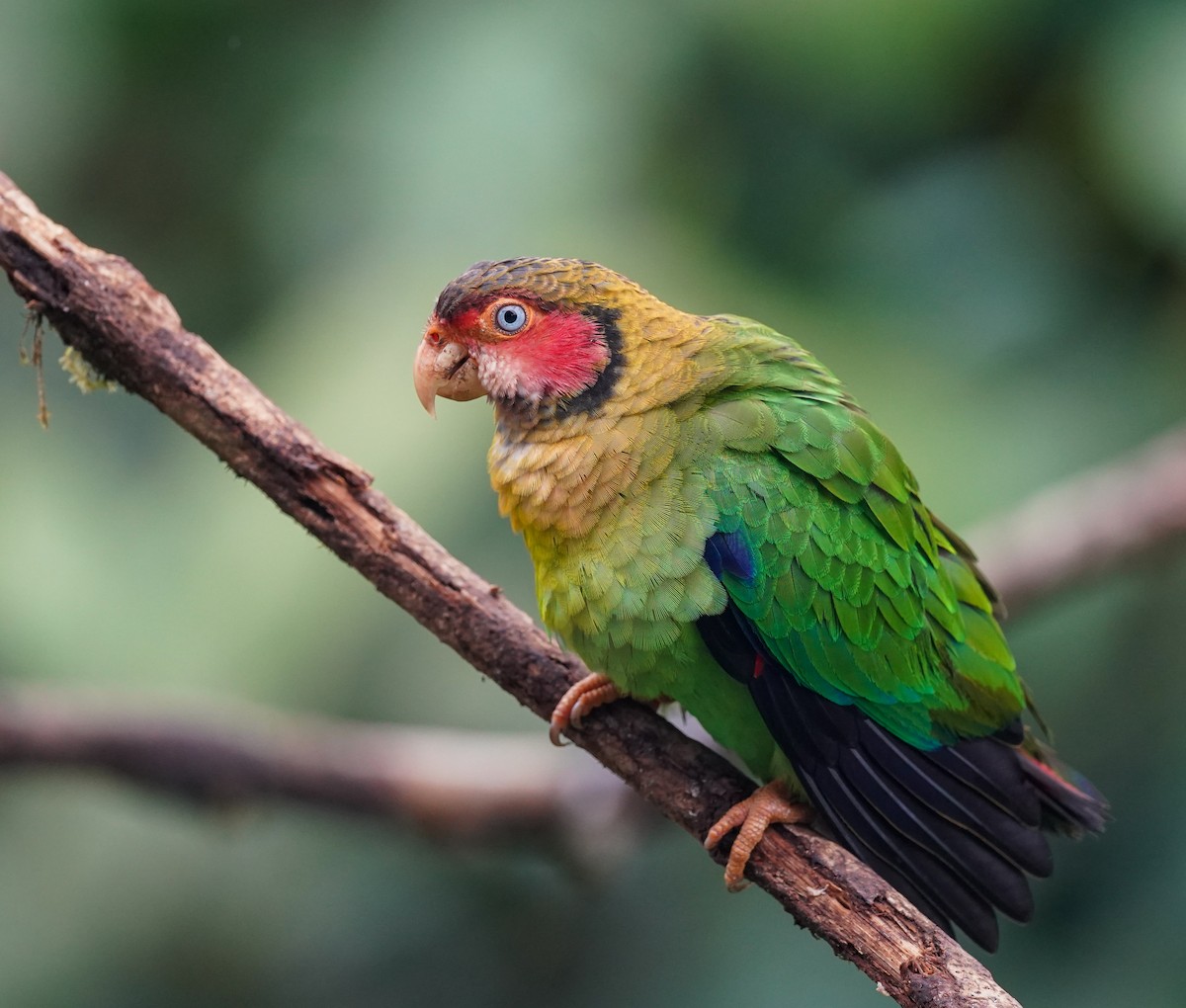 Rose-faced Parrot - ML644761406