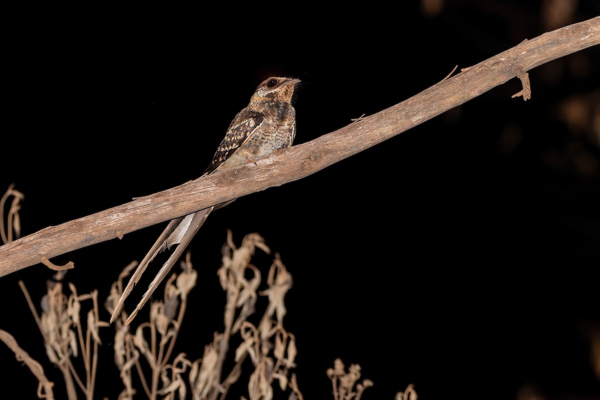 lelek nůžkoocasý - ML644761409