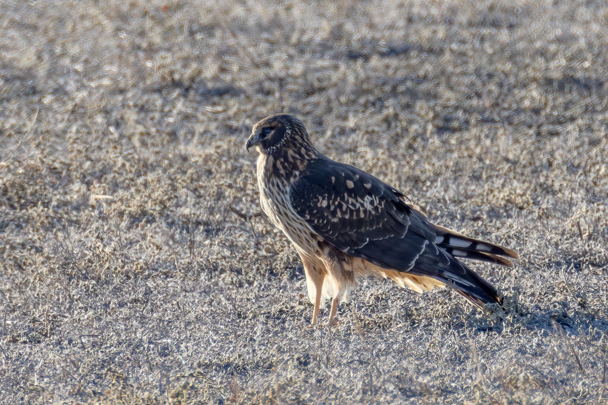 moták severoamerický - ML644761413