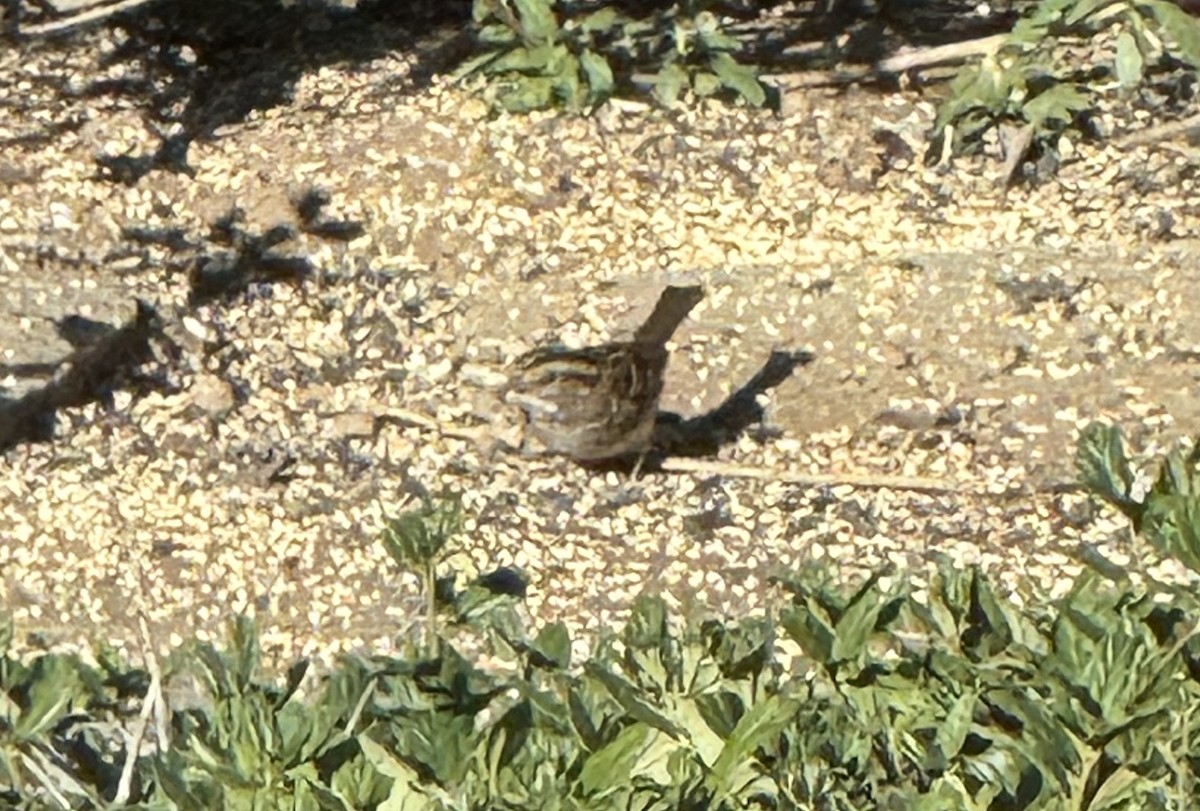 White-throated Sparrow - ML644761424