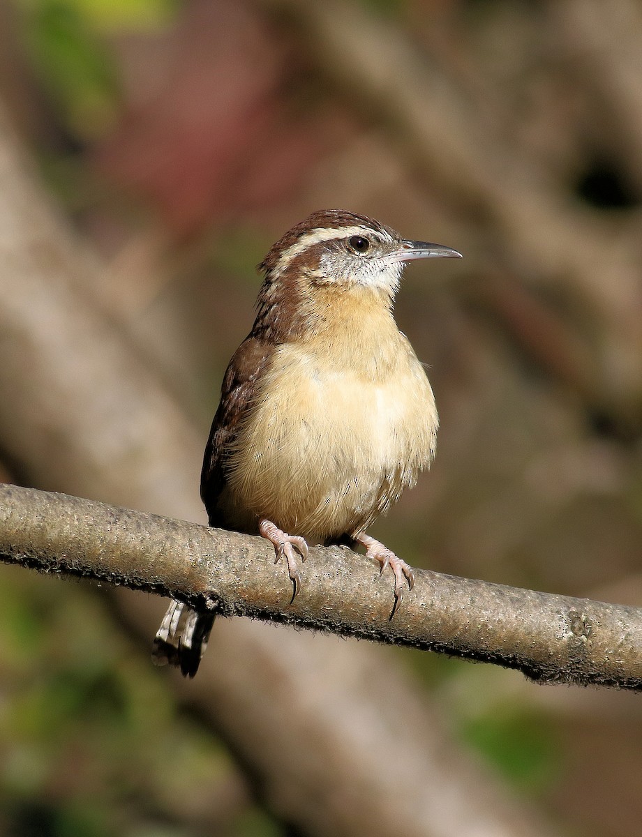 チャバラマユミソサザイ - ML644761428