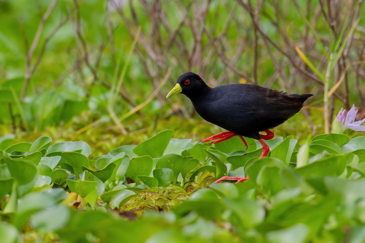 svartrikse - ML644761434