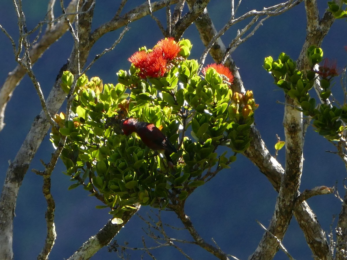 šatovník karmínový - ML644761436