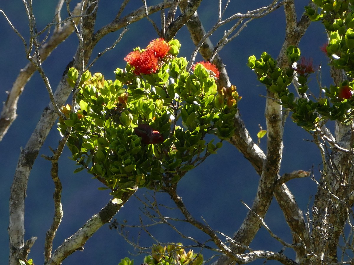 šatovník karmínový - ML644761437