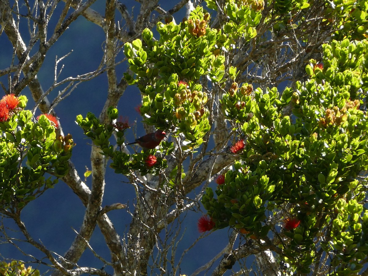 šatovník karmínový - ML644761438