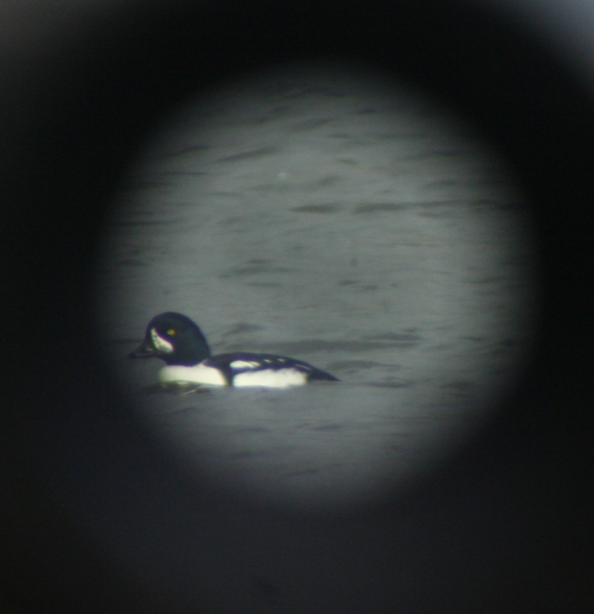 Barrow's Goldeneye - ML644761439