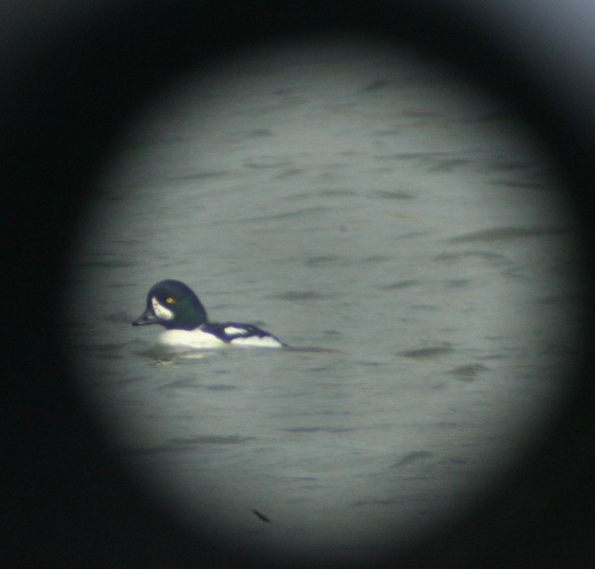 Barrow's Goldeneye - ML644761440