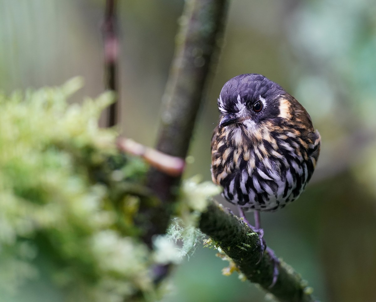 Crescent-faced Antpitta - ML644761443