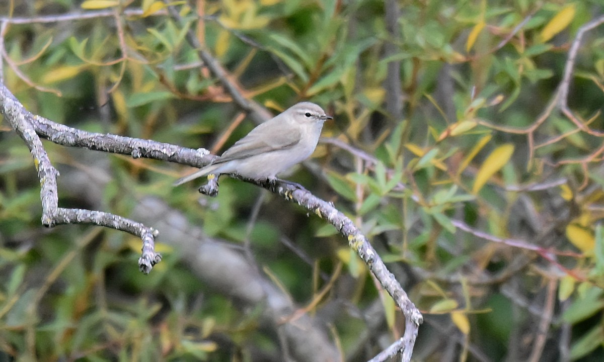 Mosquitero Común (Siberiano) - ML644761445