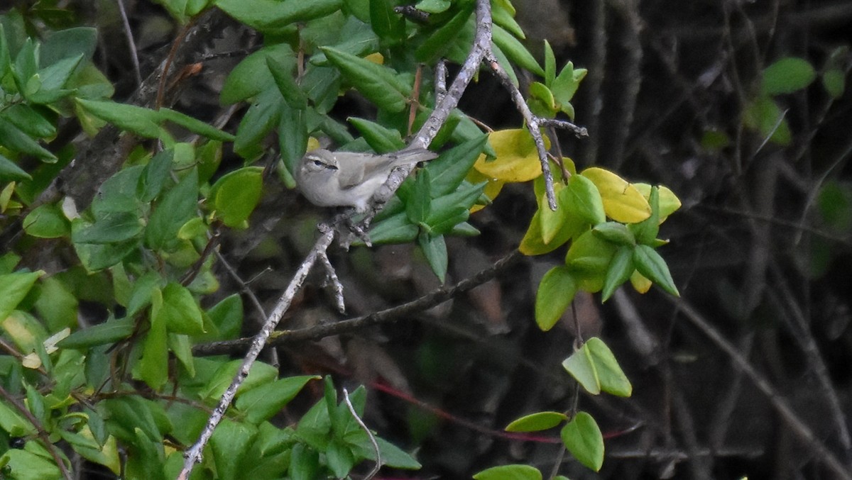 Mosquitero Común (Siberiano) - ML644761447