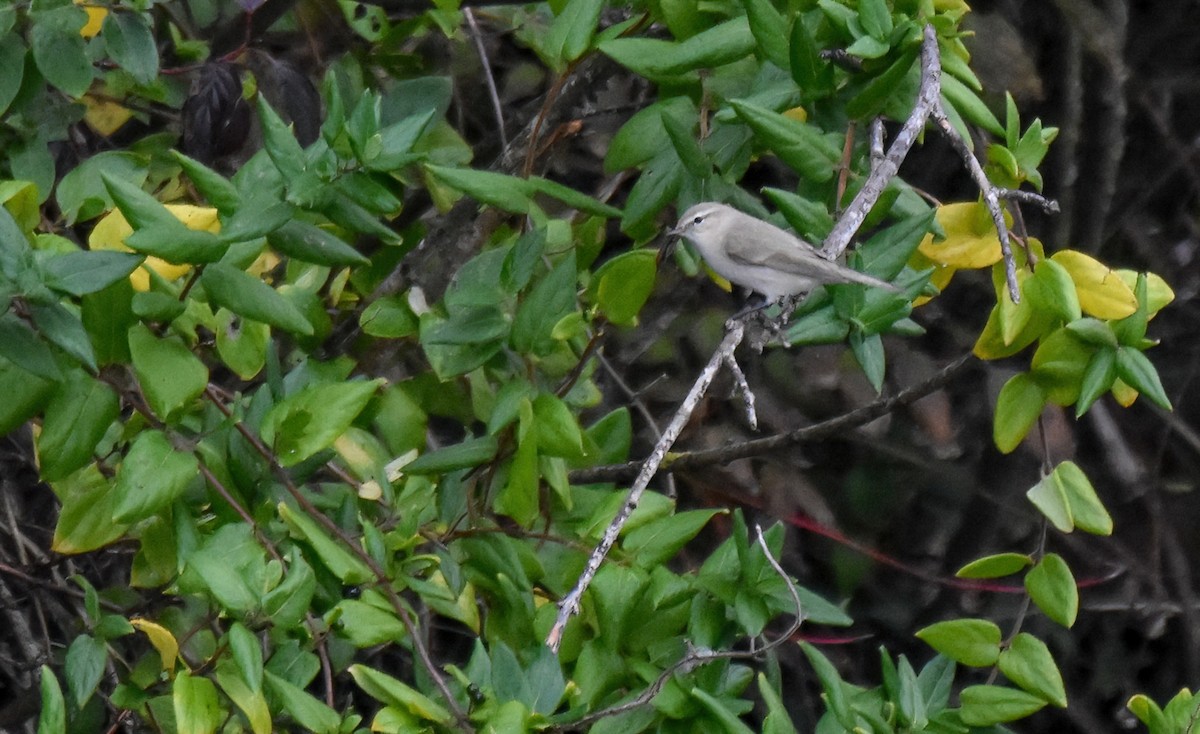 Mosquitero Común (Siberiano) - ML644761448