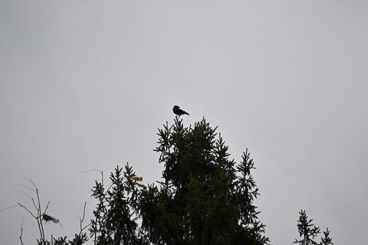 עורב שחור - ML644761481