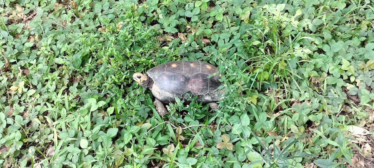 Animals - ML644761488