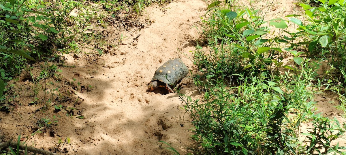 Animals - ML644761489