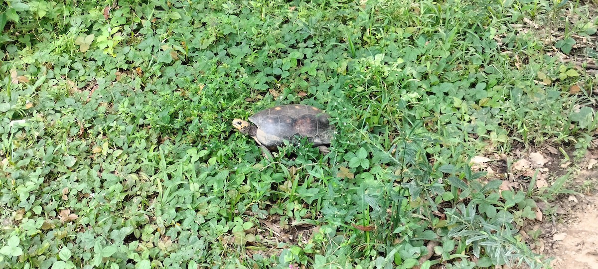 Animals - ML644761490