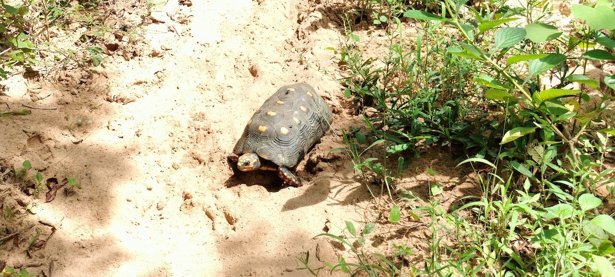 Animals - ML644761491