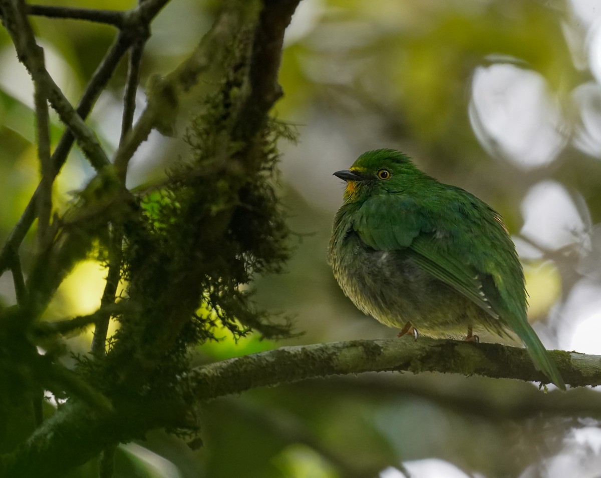 kotinga červenoprsá - ML644761494