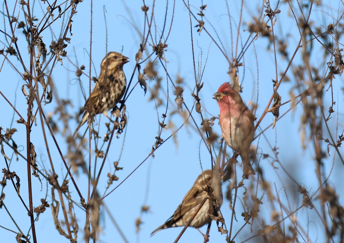 hýl nachový - ML644761499