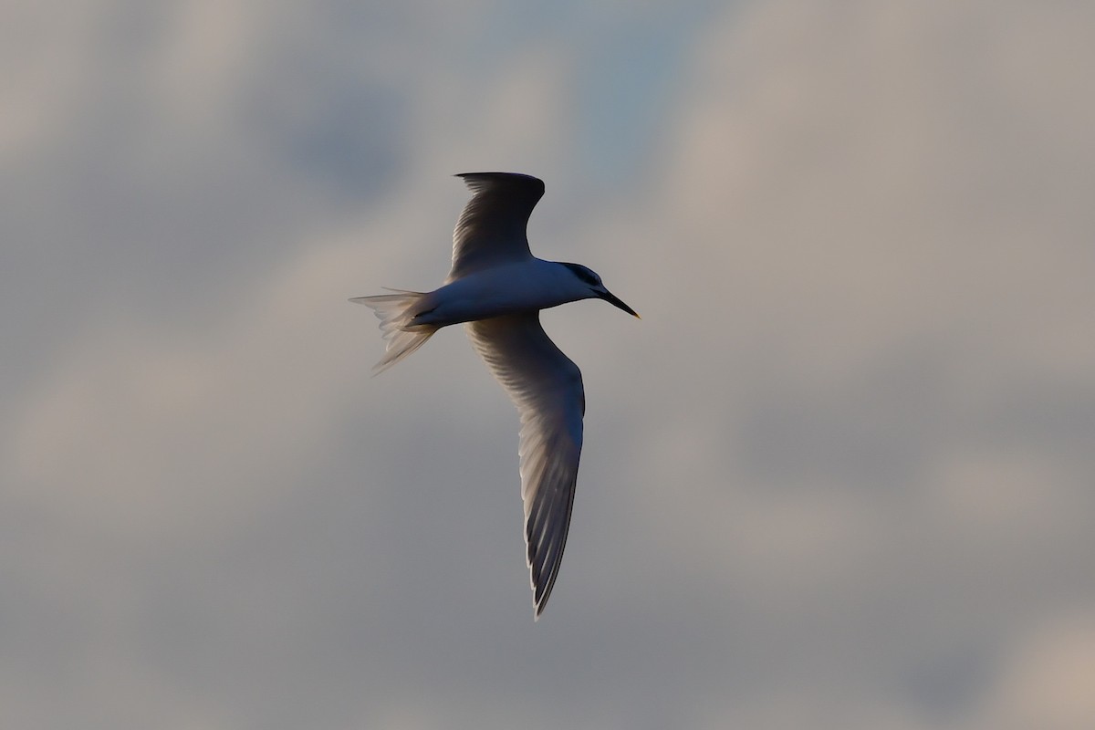 白嘴端燕鷗(sandvicensis) - ML644761506